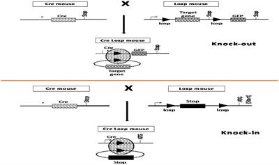 Post-genomic era in agriculture and veterinary science: successful and proposed application of genetic targeting technologies